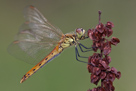 Sympetrum depressiusculum